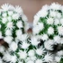 Kép 1/7 - Mammillaria gracilis cv. Arizona Snowcap