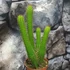Kép 4/5 - Cleistocactus samaipatanus