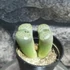 Kép 2/4 - Lithops, kavics kaktusz