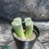Kép 4/4 - Lithops, kavics kaktusz