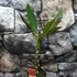 Kép 1/3 - Plumeria bimbós, virág színe bordó (Plumeria bordeaux)