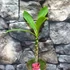 Kép 3/4 - Plumeria bimbó nélkül sötét rózsaszín