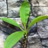 Kép 4/4 - Plumeria bimbó nélkül sötét rózsaszín