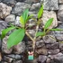 Kép 3/7 - Plumeria Hawaiian bimbós