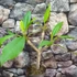 Kép 1/7 - Plumeria Hawaiian bimbós