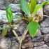 Kép 6/7 - Plumeria Hawaiian bimbós