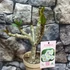 Kép 1/3 - Plumeria rubra 'Mini white'