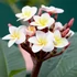 Kép 1/10 - Plumeria Rubra Hawaiian Pearl