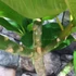 Kép 5/10 - Plumeria Rubra Hawaiian Pearl