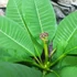 Kép 2/10 - Plumeria Rubra Hawaiian Pearl