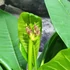Kép 7/10 - Plumeria Rubra Hawaiian Pearl
