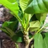 Kép 8/10 - Plumeria Rubra Hawaiian Pearl