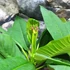 Kép 9/10 - Plumeria Rubra Hawaiian Pearl