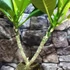 Kép 10/10 - Plumeria Rubra Hawaiian Pearl