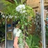 Kép 4/15 - Plumeria "Lanna White"