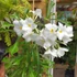 Kép 2/15 - Plumeria "Lanna White"