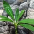Kép 2/3 - Plumeria bimbó nélkül, virág színe: világos rózsaszín