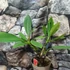 Kép 2/7 - Plumeria több ágú bimbó nélkül, virág színe bordó (Plumeria bordeaux)