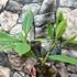Kép 3/7 - Plumeria több ágú bimbó nélkül, virág színe bordó (Plumeria bordeaux)