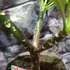 Kép 4/7 - Plumeria több ágú bimbó nélkül, virág színe bordó (Plumeria bordeaux)