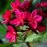 Kép 1/7 - Plumeria több ágú bimbó nélkül, virág színe bordó (Plumeria bordeaux)