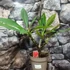 Kép 5/7 - Plumeria több ágú bimbó nélkül, virág színe bordó (Plumeria bordeaux)