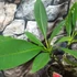 Kép 6/7 - Plumeria több ágú bimbó nélkül, virág színe bordó (Plumeria bordeaux)