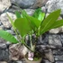 Kép 2/6 - Plumeria több ágú bimbó nélkül, virág színe világos rózsaszín