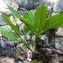 Kép 5/6 - Plumeria több ágú bimbó nélkül, virág színe világos rózsaszín