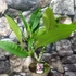 Kép 6/6 - Plumeria több ágú bimbó nélkül, virág színe világos rózsaszín