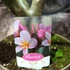 Kép 4/6 - Plumeria több ágú bimbó nélkül, virág színe világos rózsaszín