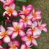 Kép 1/7 - Plumeria rubra 'Pizzazz'