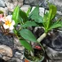 Kép 3/7 - Plumeria rubra 'Pizzazz'