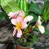 Kép 4/7 - Plumeria rubra 'Pizzazz'