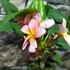 Kép 5/7 - Plumeria rubra 'Pizzazz'