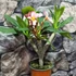 Kép 2/7 - Plumeria rubra 'Pizzazz'