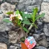 Kép 6/7 - Plumeria rubra 'Pizzazz'