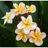 Kép 1/7 - Plumeria rubra 'Chablis'