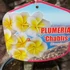 Kép 7/7 - Plumeria rubra 'Chablis'