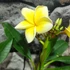 Kép 3/7 - Plumeria rubra 'Chablis'