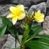 Kép 4/7 - Plumeria rubra 'Chablis'