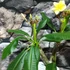 Kép 5/7 - Plumeria rubra 'Chablis'