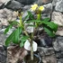 Kép 6/7 - Plumeria rubra 'Chablis'