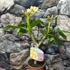 Kép 2/7 - Plumeria rubra 'Chablis'