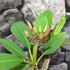 Kép 3/6 - Plumeria rubra 'Captivate'