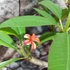 Kép 4/6 - Plumeria rubra 'Captivate'