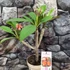 Kép 5/6 - Plumeria rubra 'Captivate'