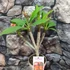 Kép 2/6 - Plumeria rubra 'Captivate'