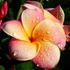 Kép 1/6 - Plumeria rubra 'Captivate'