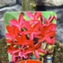 Kép 6/6 - Plumeria bimbó nélkül, virág színe bordó (Plumeria bordeaux)